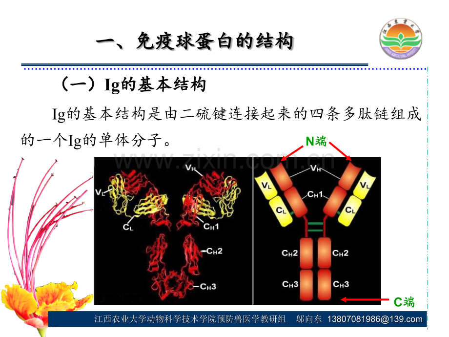 第四章抗体PPT课件.ppt_第3页