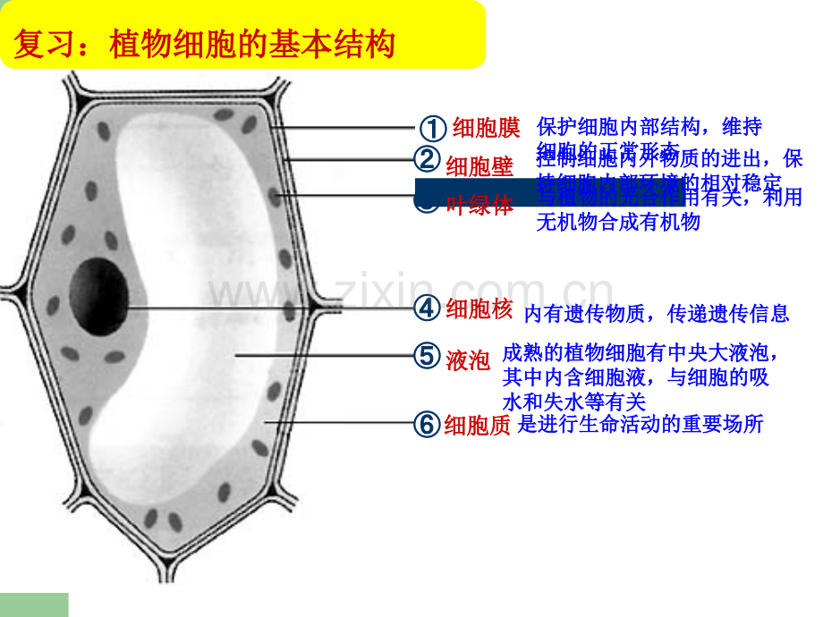 动物细胞的结构和功能.ppt_第2页