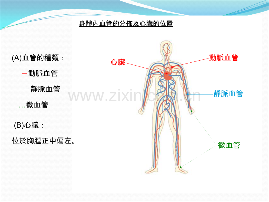 心脏的构造心脏和血管的功能.ppt_第2页