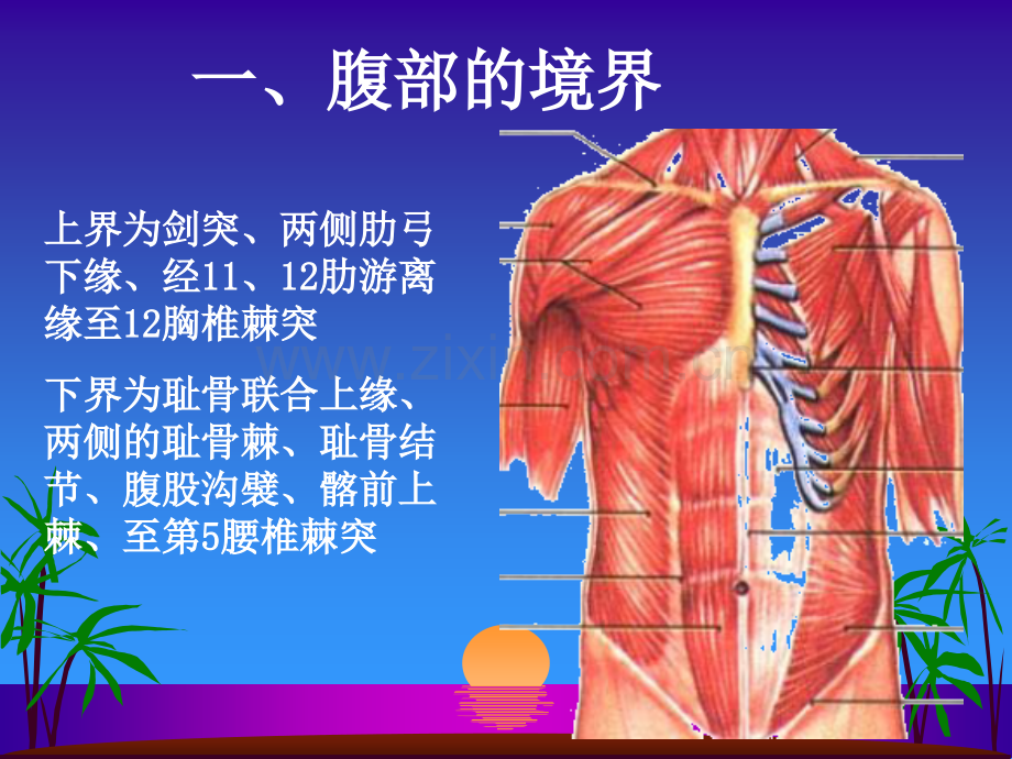 腹部表面解剖.ppt_第3页