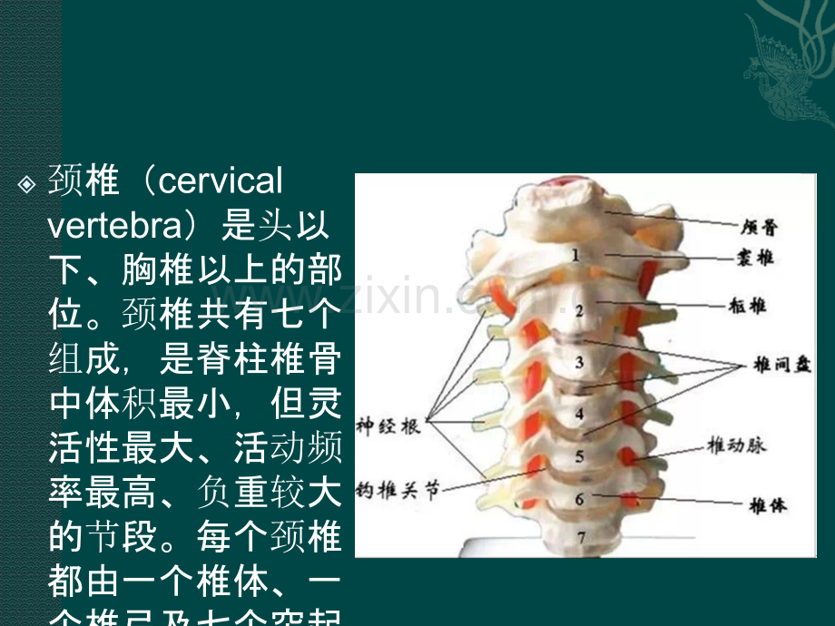 颈椎精细解剖PPTppt课件.pptx_第3页