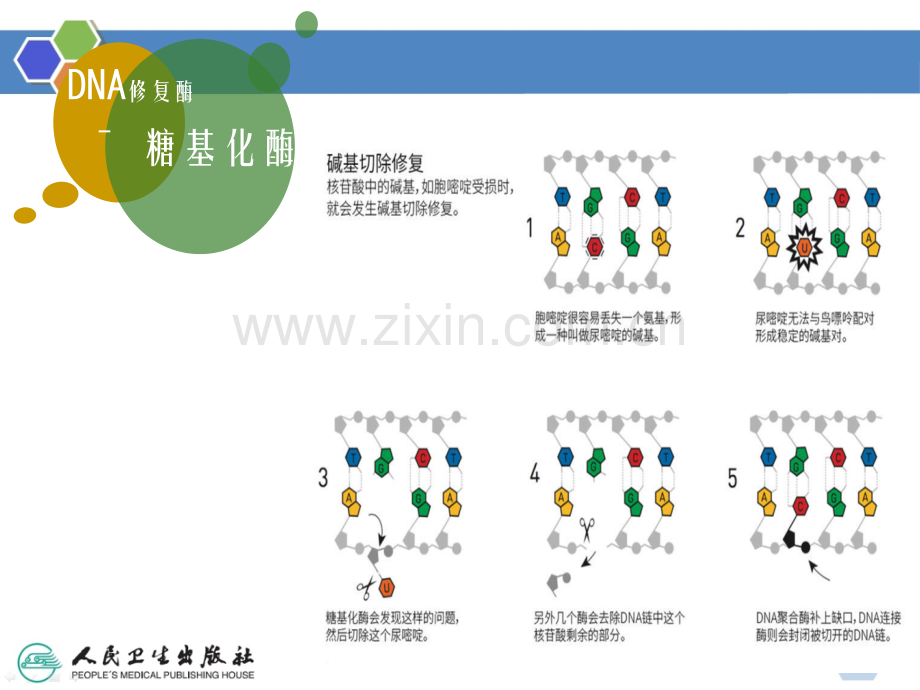 DNA修复酶ppt课件.ppt_第3页