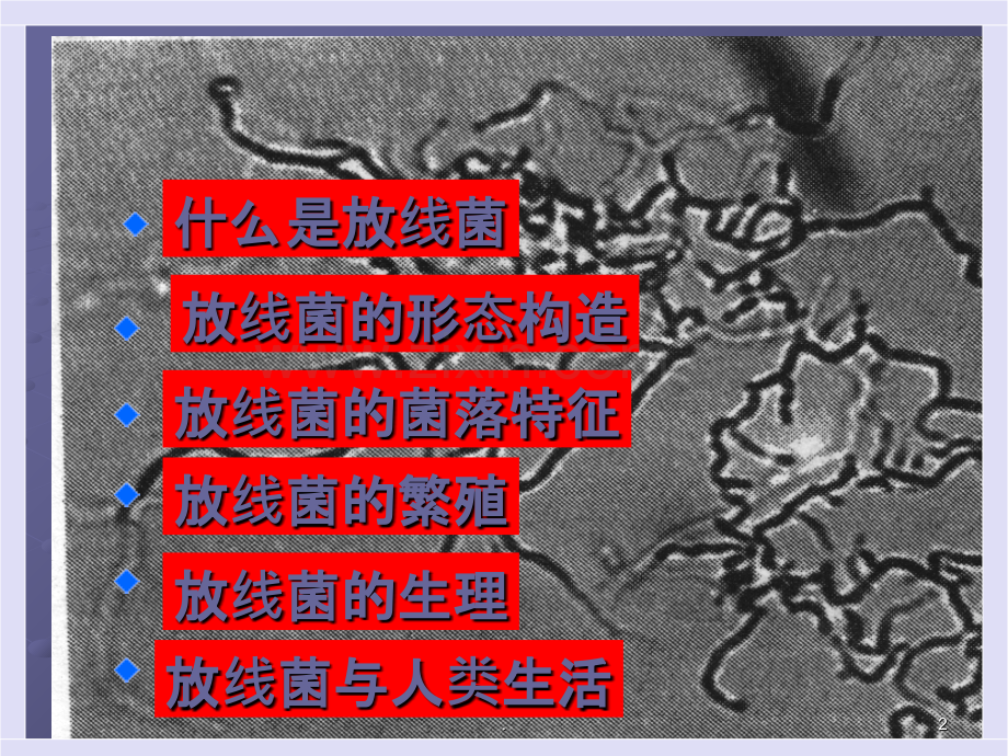 放线菌ppt课件.ppt_第2页