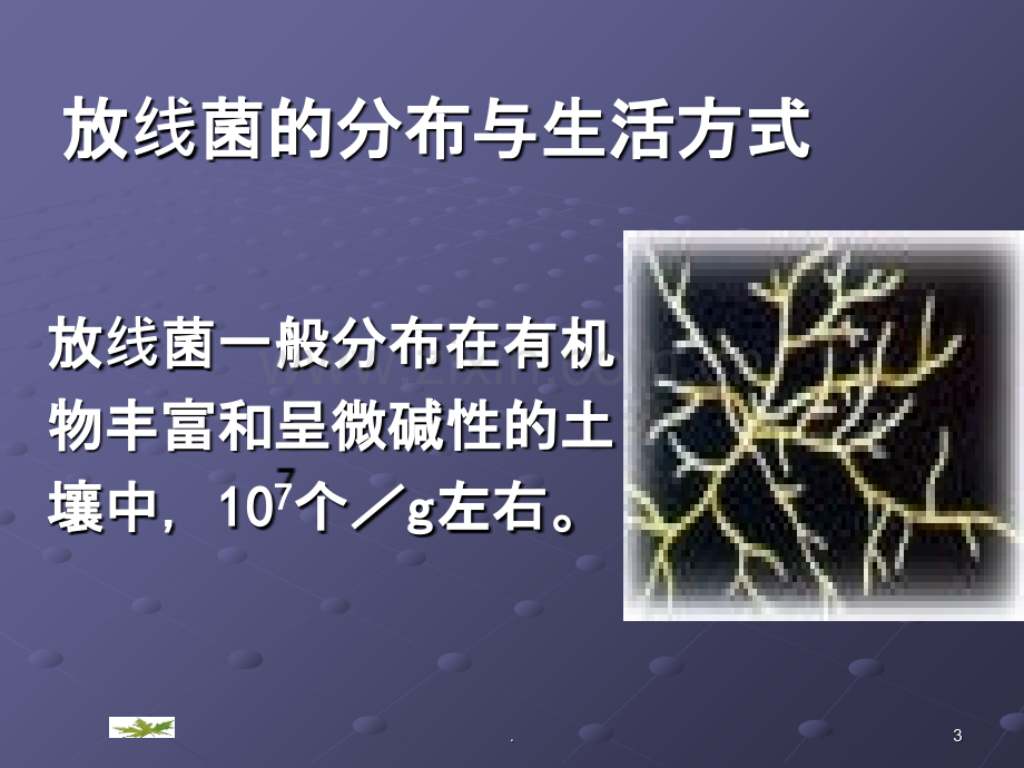 放线菌ppt课件.ppt_第3页