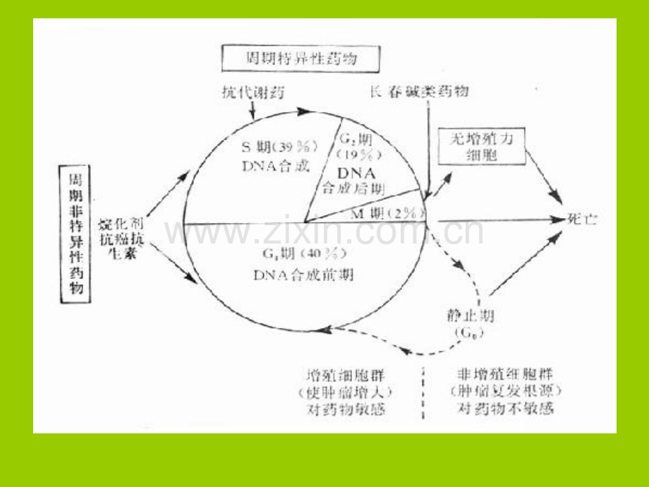 铂类化疗药浅析.ppt_第2页