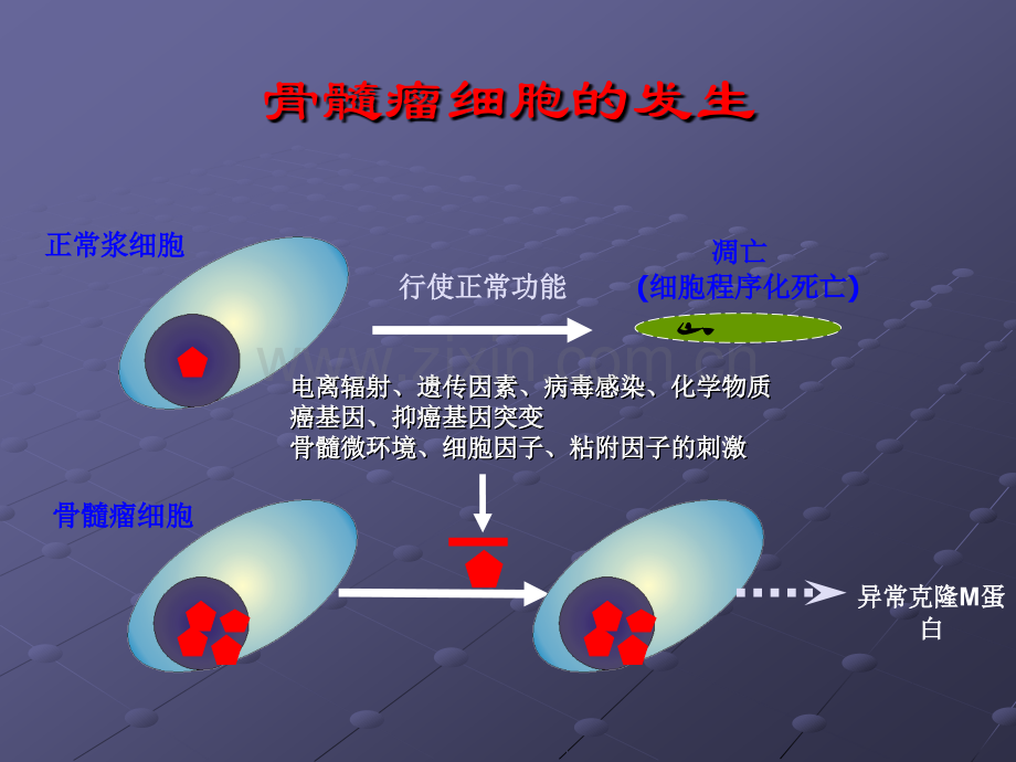 多发性骨髓瘤：从基础水平讲起深入浅出ppt课件.pptx_第3页