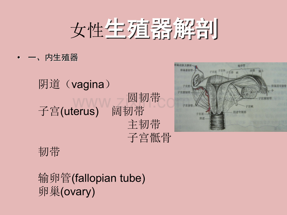 子宫切除术护理查房.ppt_第3页