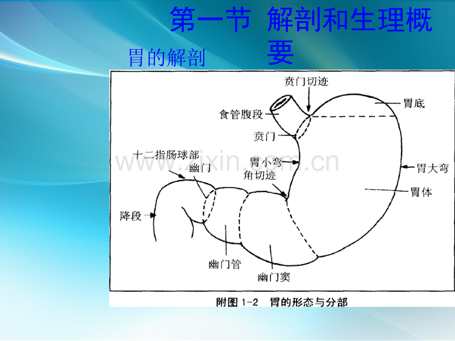 胃十二指肠疾病病人的护理-.ppt_第3页