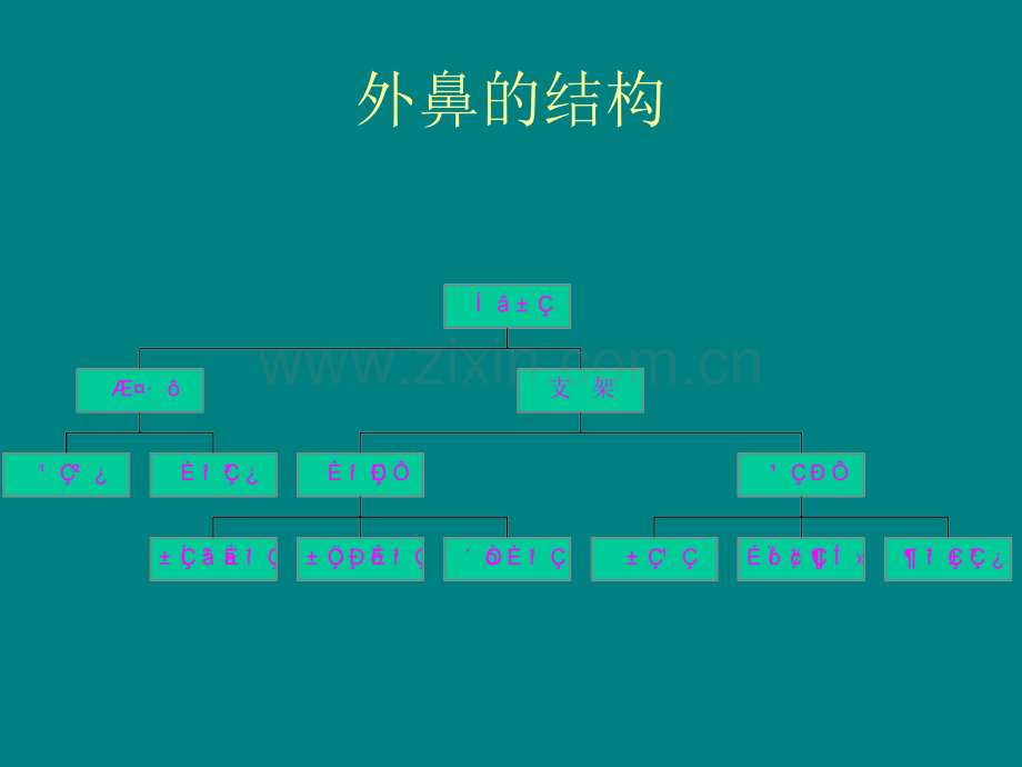 鼻的解剖与生理ppt课件.ppt_第3页