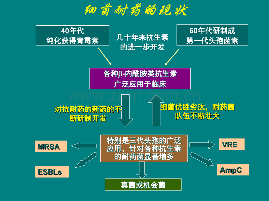 合理应用抗生素.ppt_第2页