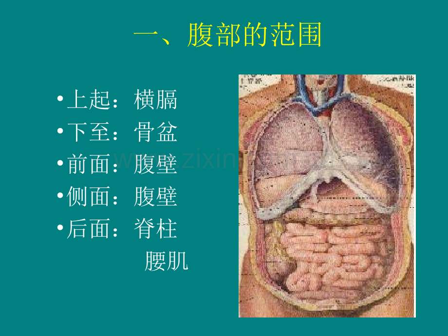 腹痛的临床诊断思维ppt课件.ppt_第2页