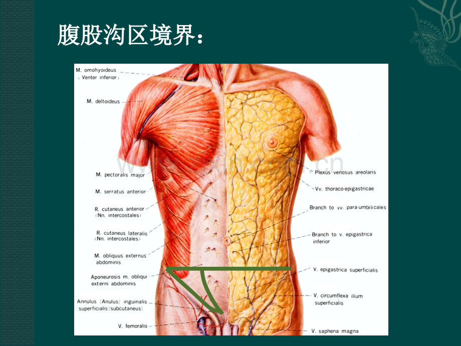 腹股沟区应用解剖.ppt_第2页