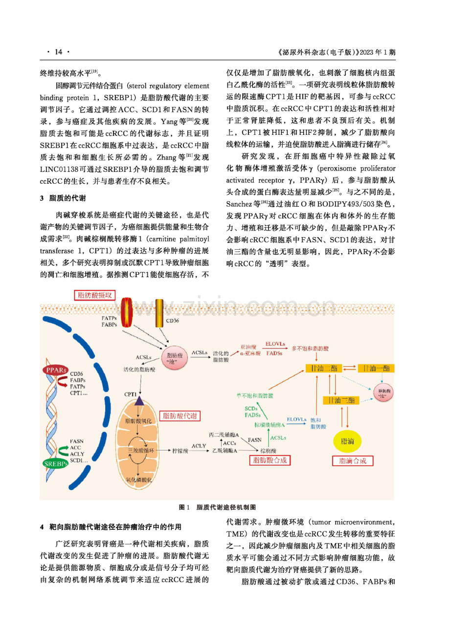 脂代谢途径与肾脏肿瘤治疗.pdf_第3页