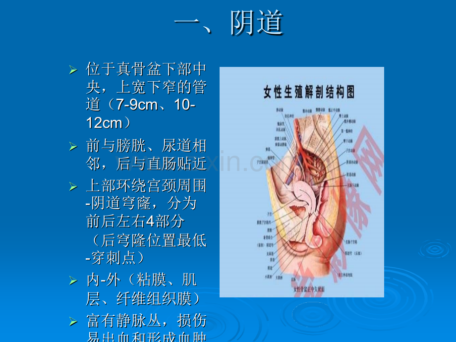 妇科解剖ppt课件.pptx_第3页