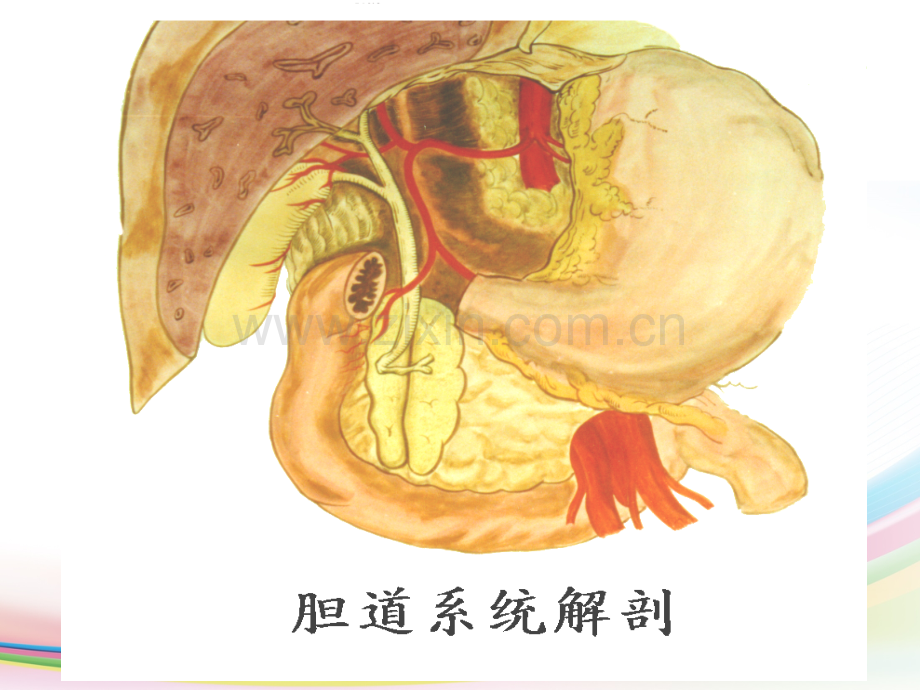 胆道疾病-(2).ppt_第3页