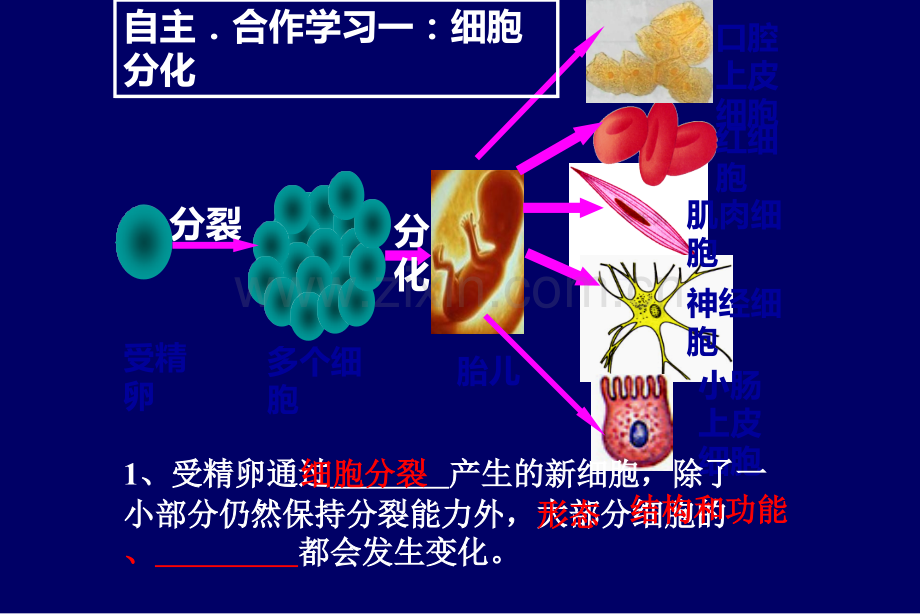 动物体结构层次.ppt_第3页