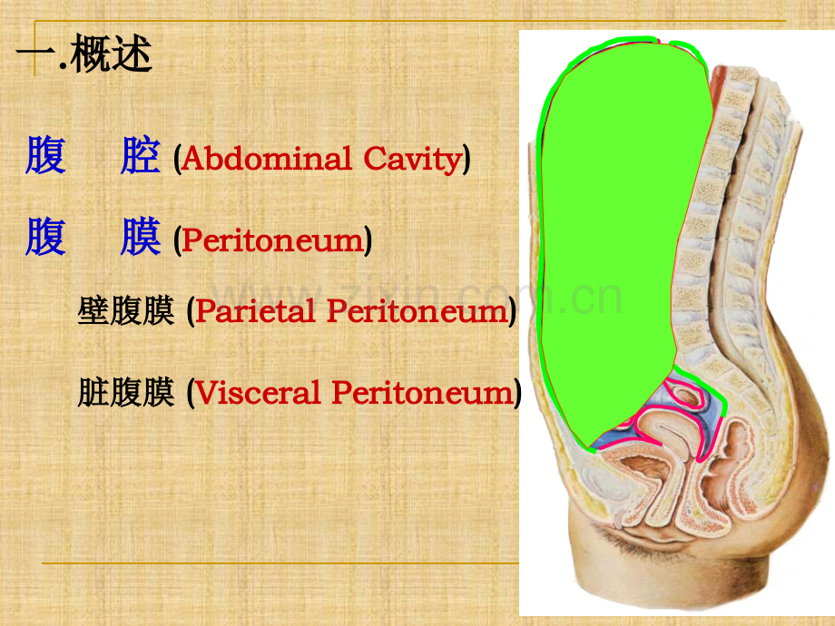 腹膜-系统解剖学.ppt_第3页