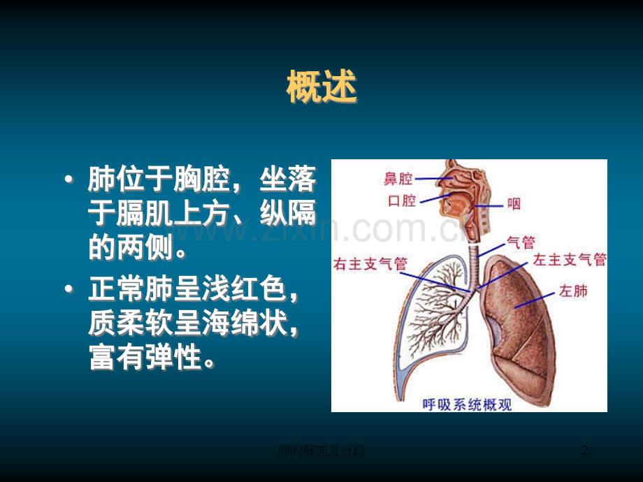 肺的解剖及分段71866.ppt_第2页