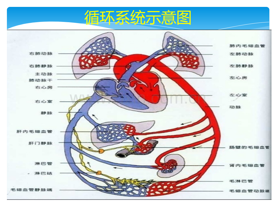 重症心力衰竭的利尿治疗ppt课件.ppt_第2页