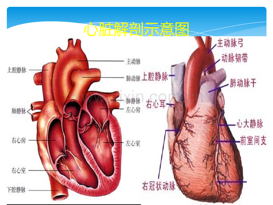 重症心力衰竭的利尿治疗ppt课件.ppt_第3页