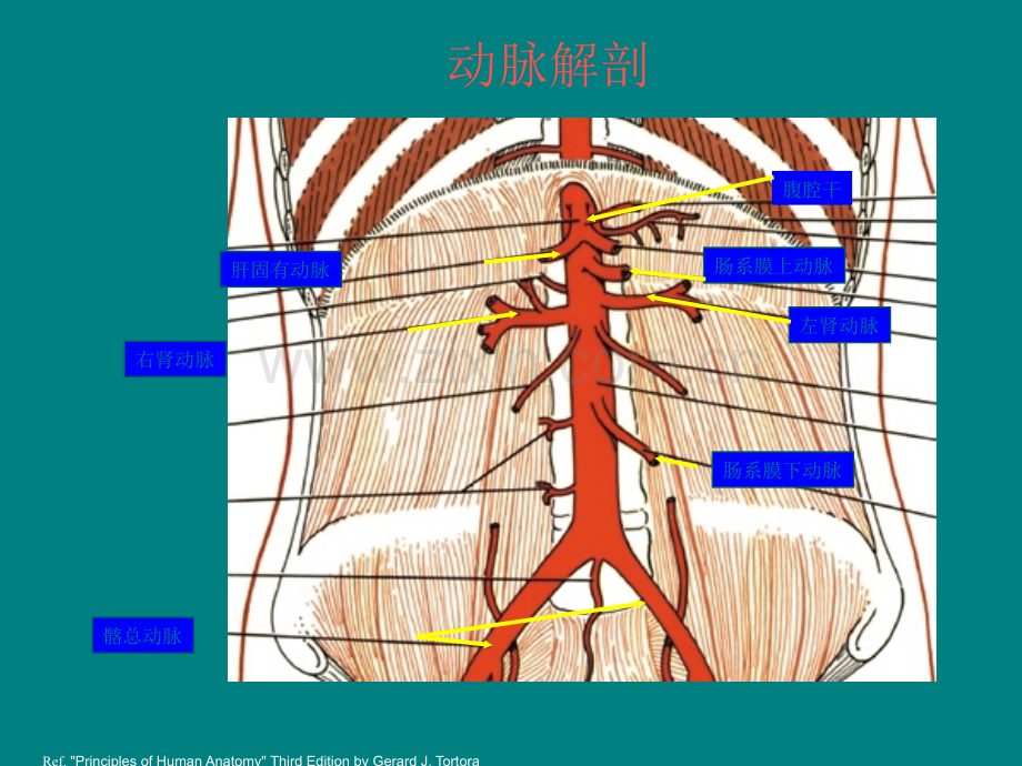 腹主动脉瘤-(2)ppt课件.ppt_第2页