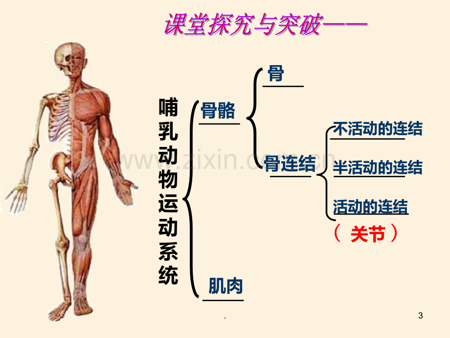 动物的运动和行为复习PPT课件.ppt_第3页