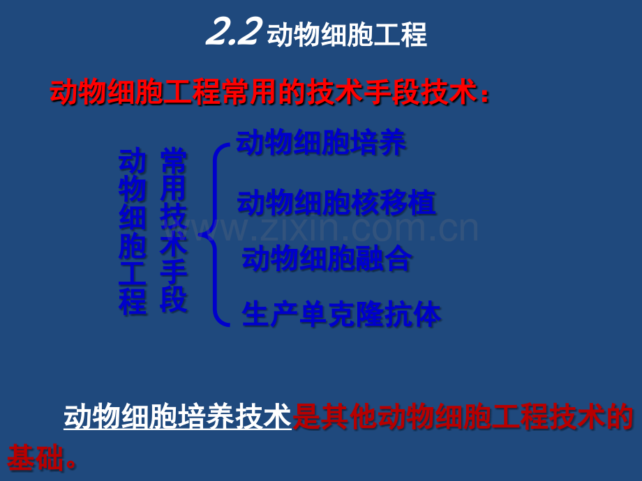 动物细胞工程课件ppt课件.ppt_第2页