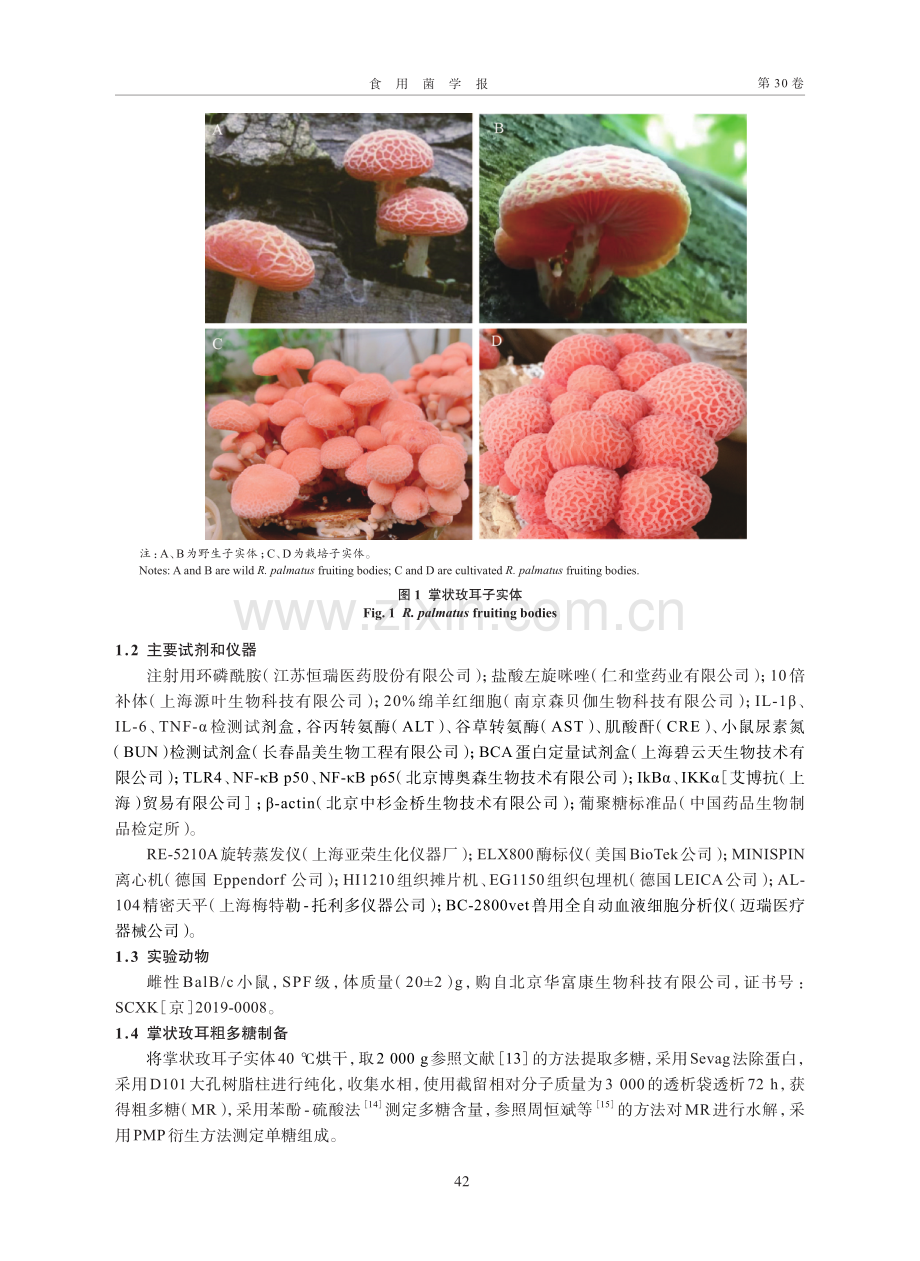 掌状玫耳粗多糖对环磷酰胺所致小鼠免疫低下的影响.pdf_第3页