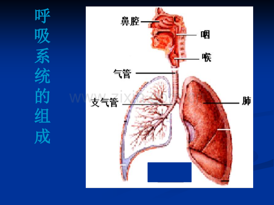 慢性阻塞性肺疾病-健康教育ppt课件.pptx_第3页