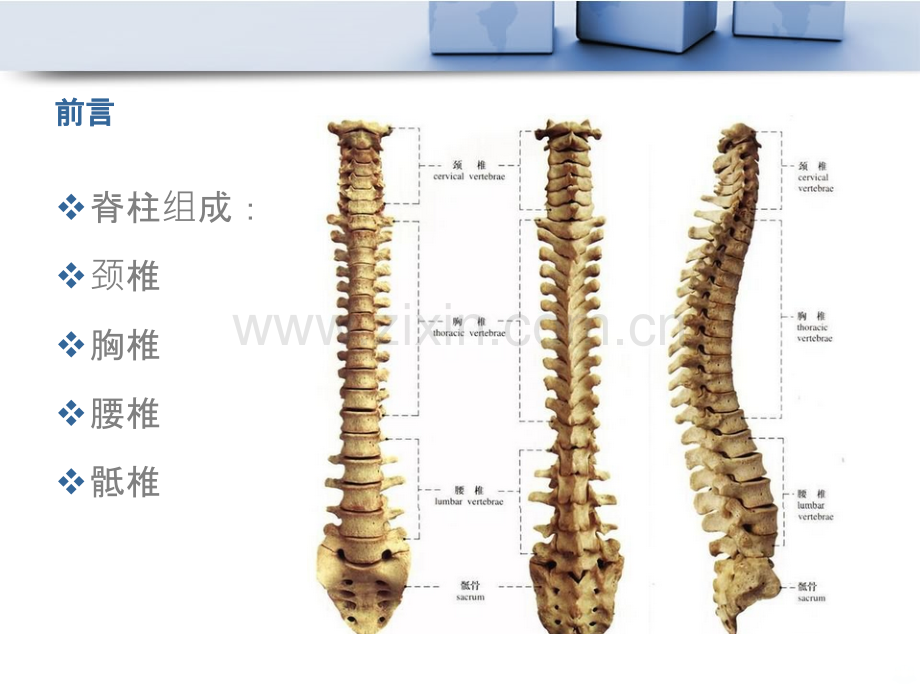 一、颈部软组织伤PPT课件.ppt_第3页