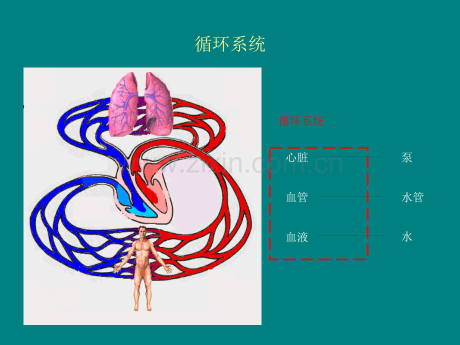 血流动力学临床应用.pptx_第3页