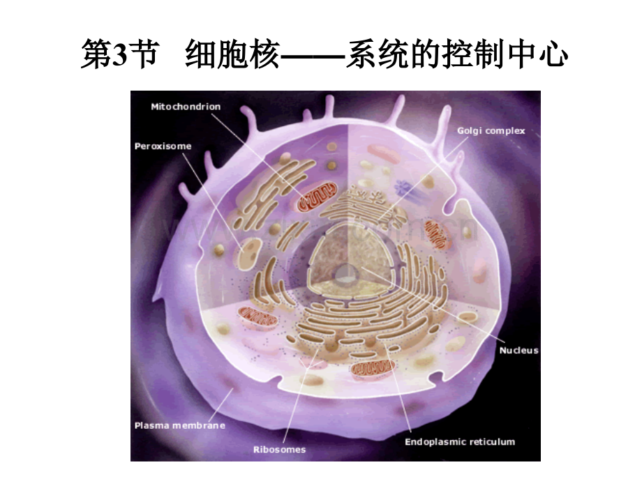 (公开课)细胞核—系统的控制中心.ppt_第1页