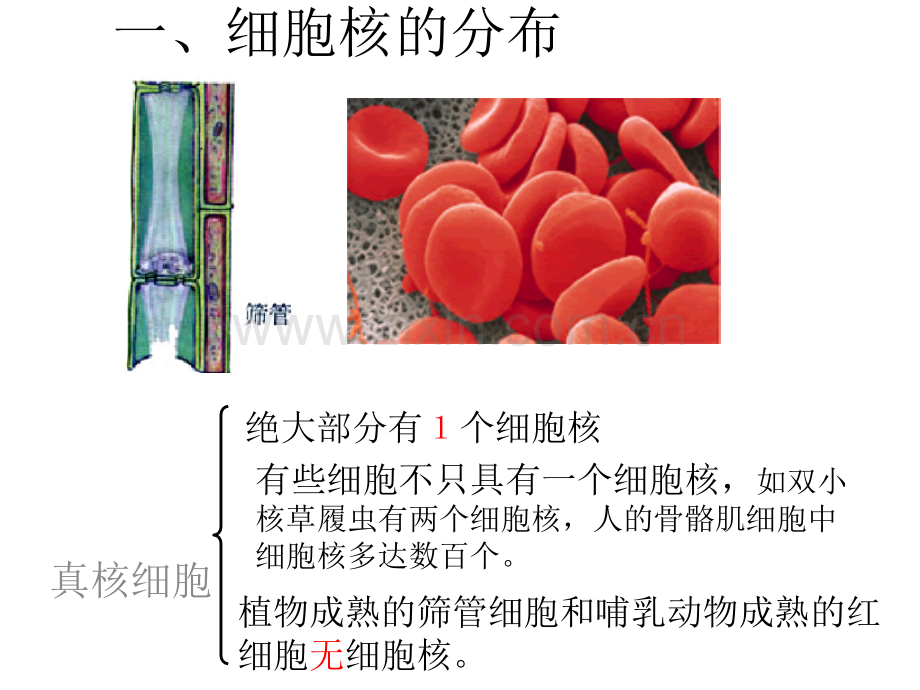 (公开课)细胞核—系统的控制中心.ppt_第2页