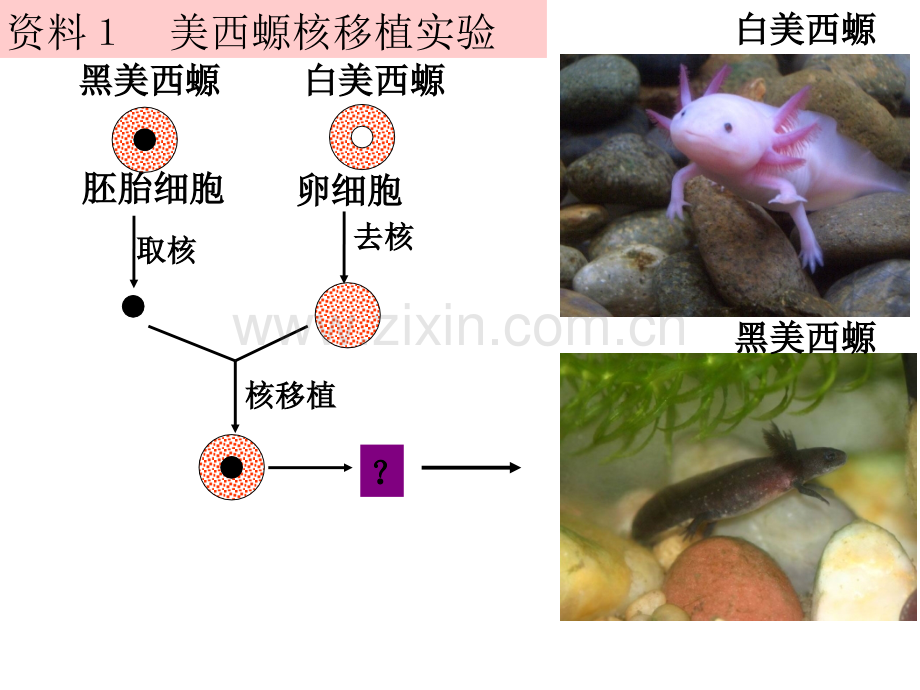 (公开课)细胞核—系统的控制中心.ppt_第3页