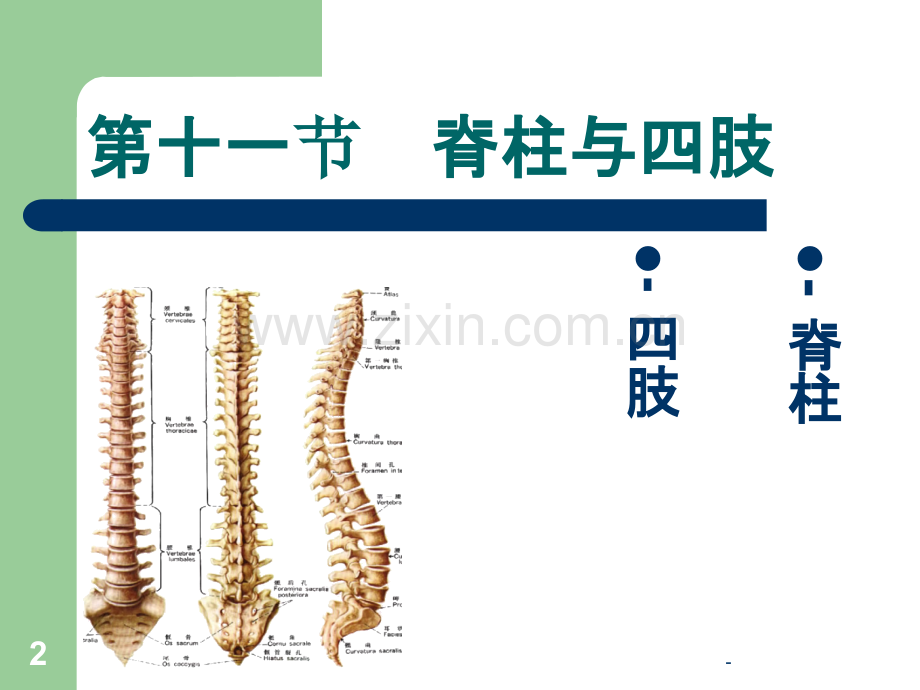 第十一节--脊柱与四肢PPT课件.ppt_第2页