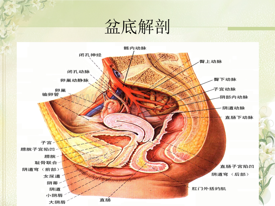 妇科检查在宫颈癌筛查中的重要性ppt课件.pptx_第3页