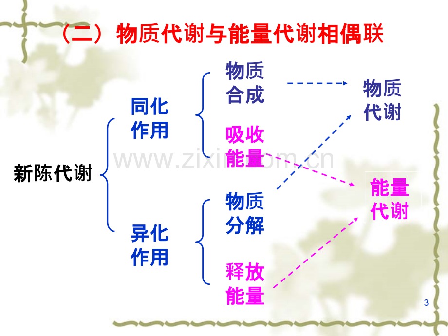 物质代谢的联系与调PPT课件.ppt_第3页