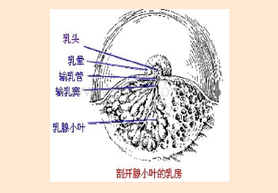 第十三章-乳腺肿瘤病人的护理.ppt_第3页