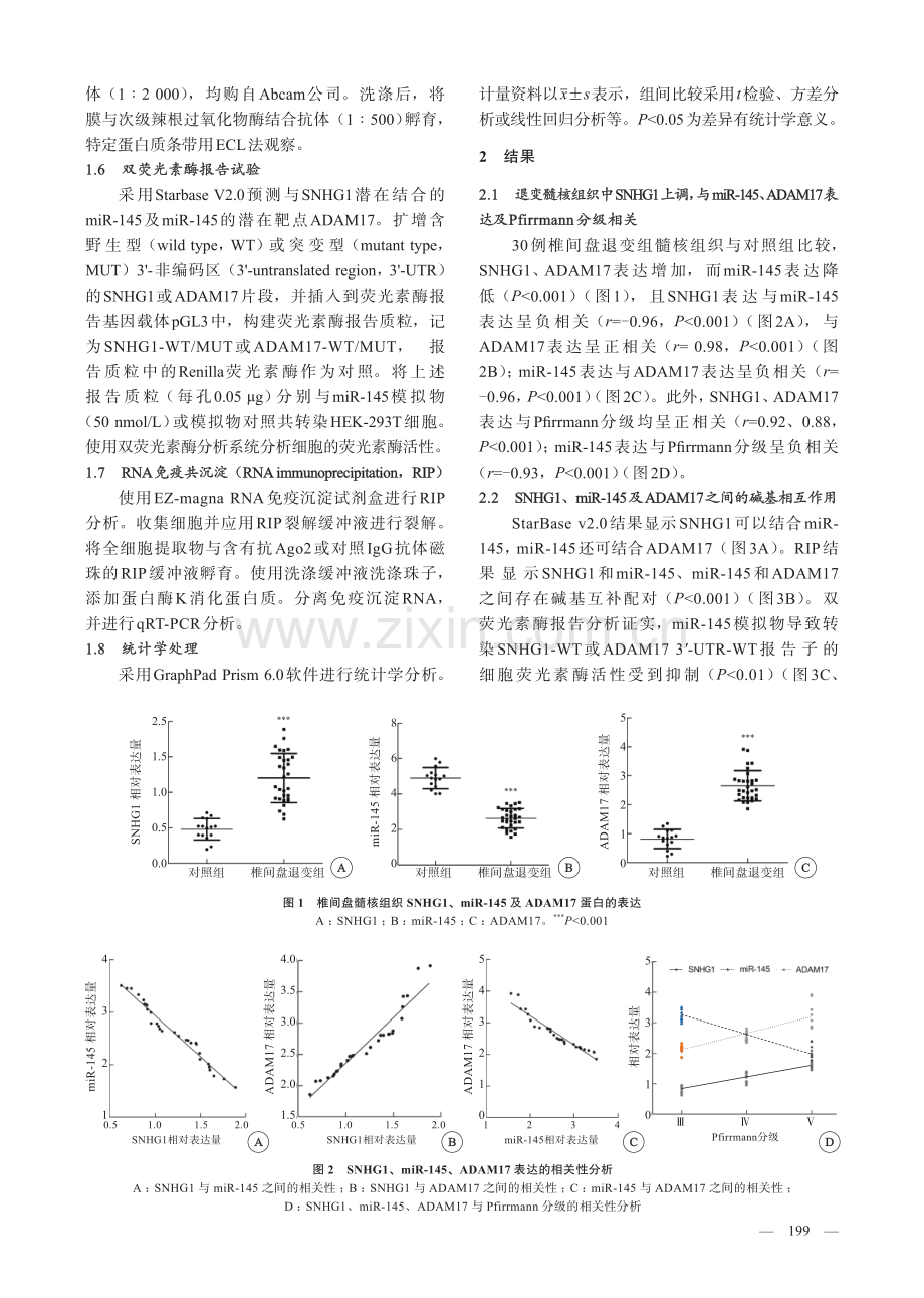 长链非编码SNHG1_miR-145_ADAM17轴在椎间盘髓核退变中的作用及其调控机制.pdf_第3页