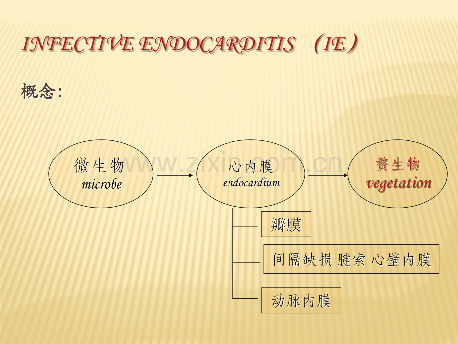 感染性心内膜炎标准课件ppt课件.ppt_第3页