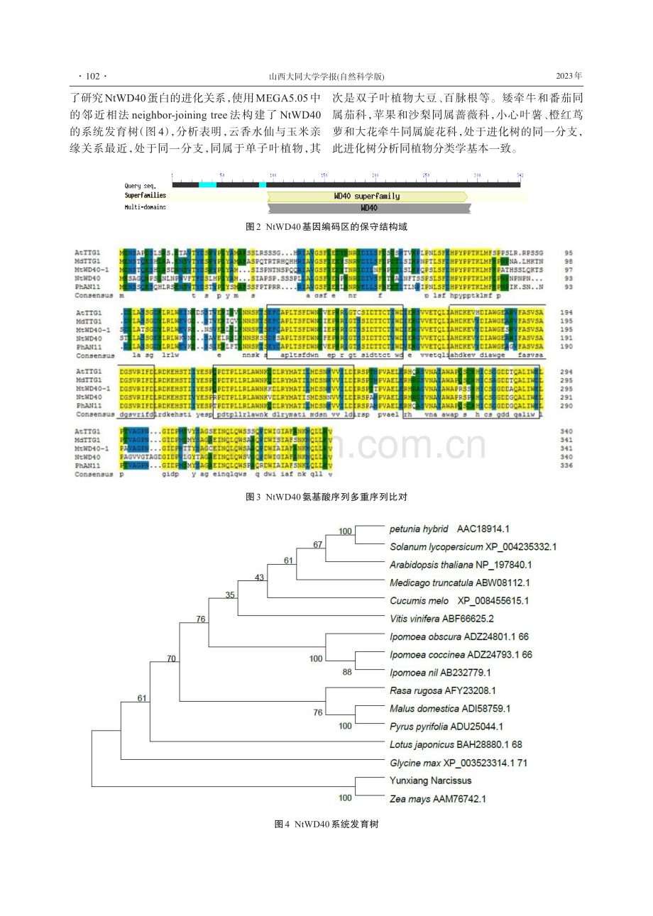 云香水仙WD40基因克隆及序列分析.pdf_第3页