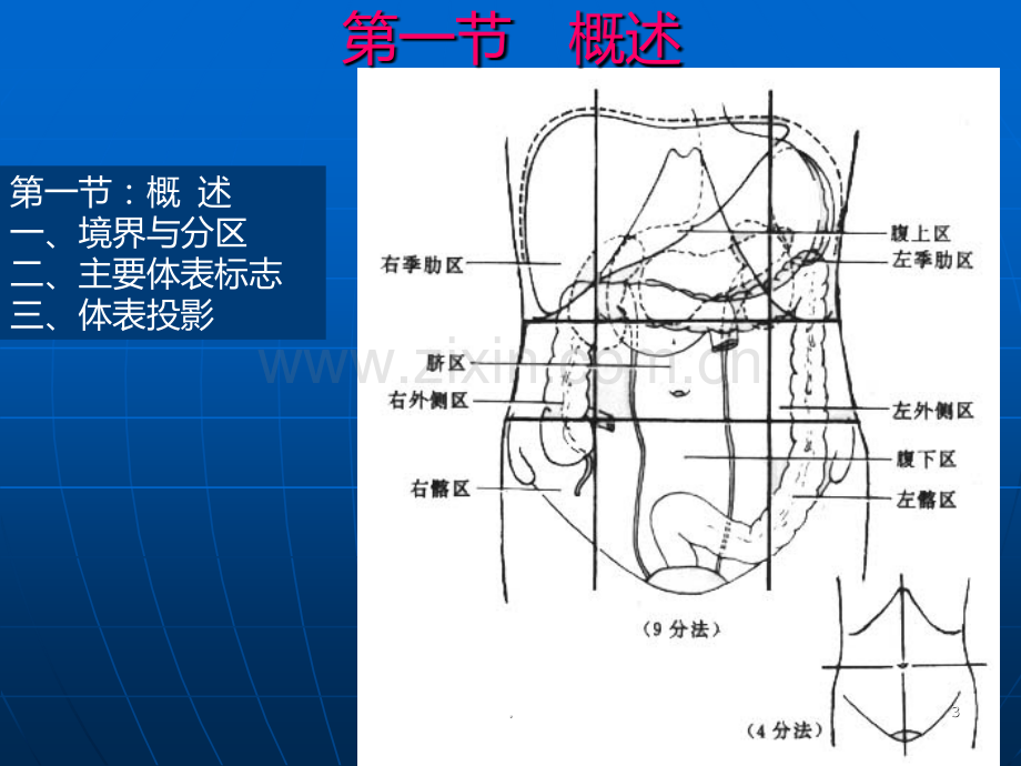 腹部解剖精美PPT课件.ppt_第3页