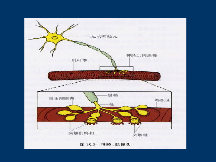 重症肌无力ppt课件.ppt_第3页