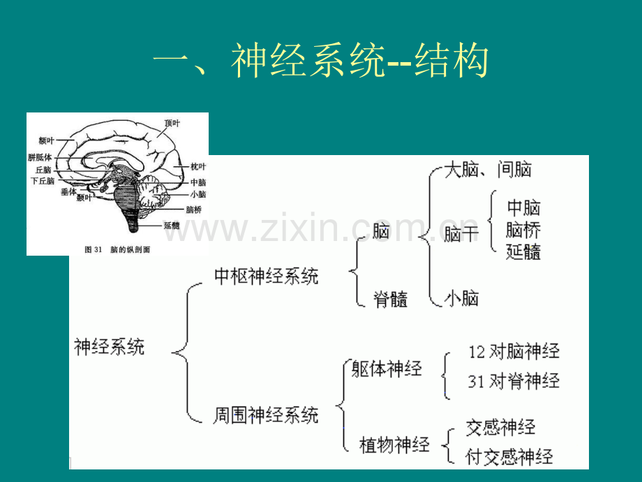 育婴师培训--婴幼儿生理解剖特点.ppt_第2页