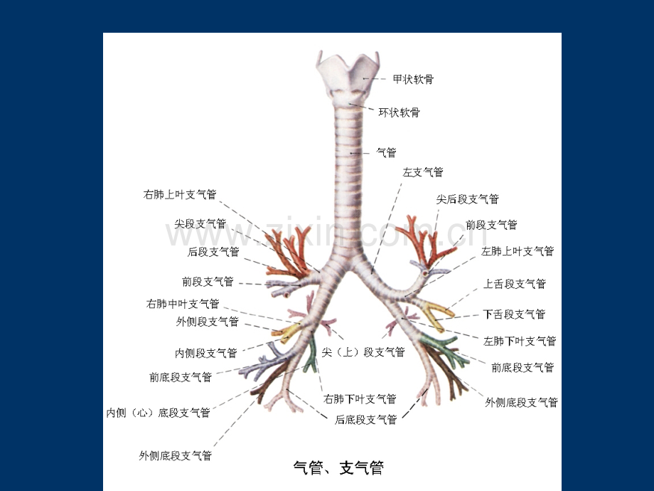 支气管哮喘的护理(带案例)分析.ppt_第3页