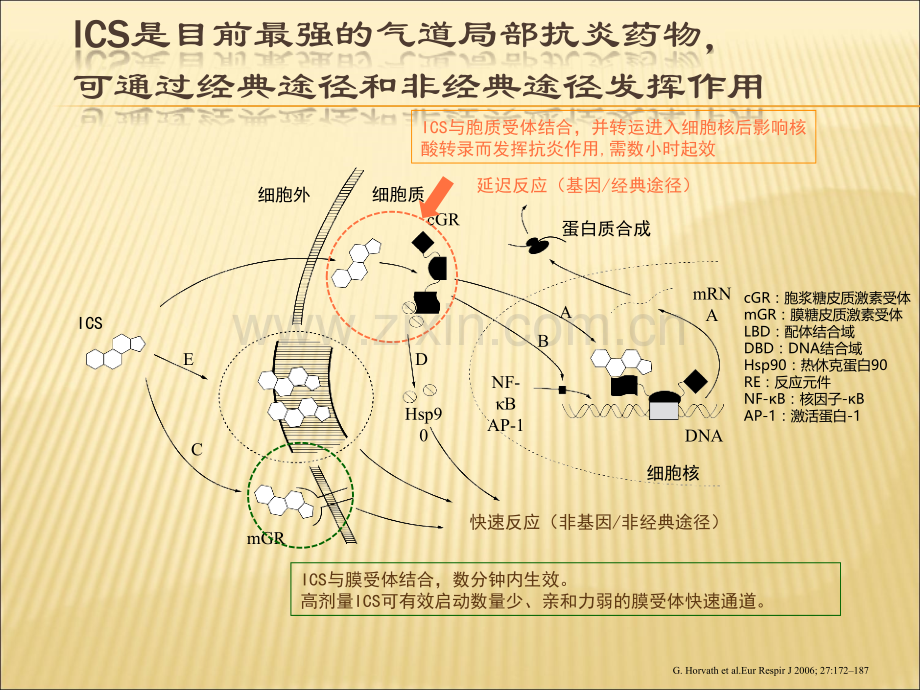 常用雾化吸入药物的药理介绍ppt课件.pptx_第3页