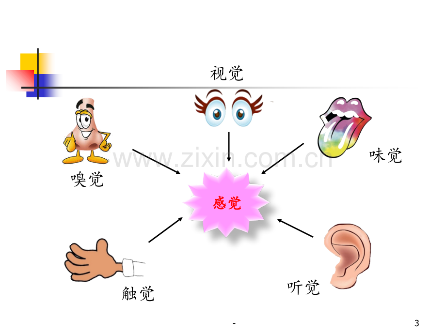 12.2《感受器和感觉器官》第一课时PPT课件.ppt_第3页