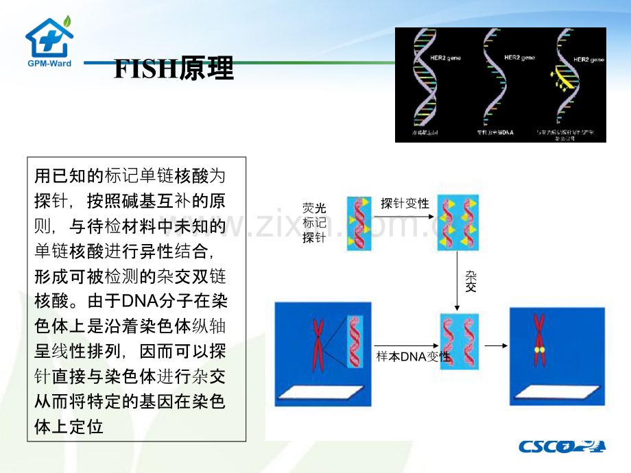 FISH技术在乳腺癌检测中的应用ppt课件.ppt_第3页