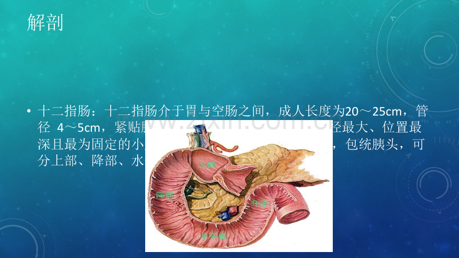 MRC对壶腹周围癌的诊断ppt课件.ppt_第2页