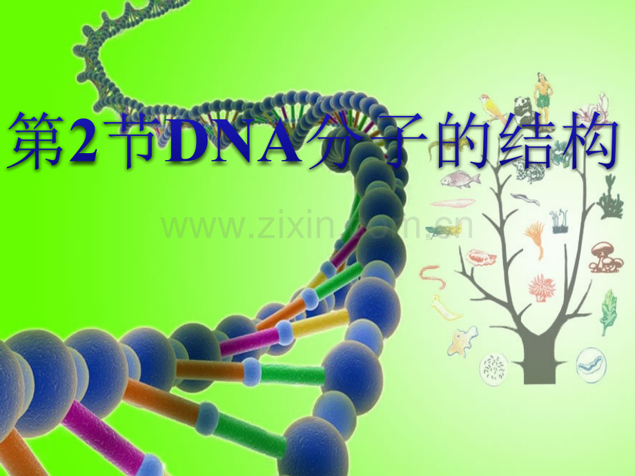 DNA分子的结构优质课课件.ppt_第1页